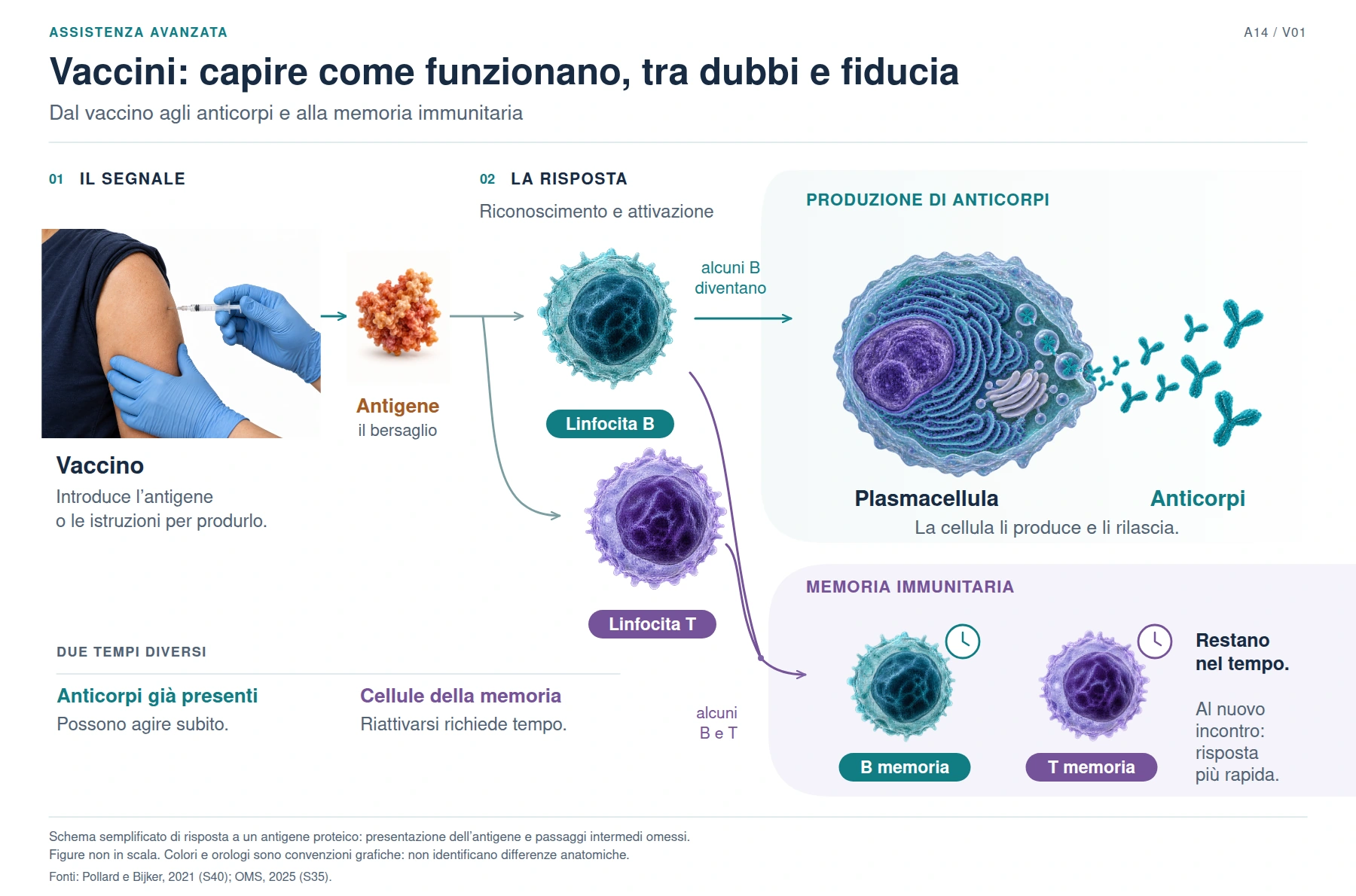 Prepararsi, rispondere, ricordare; descrizione completa disponibile sotto la figura.