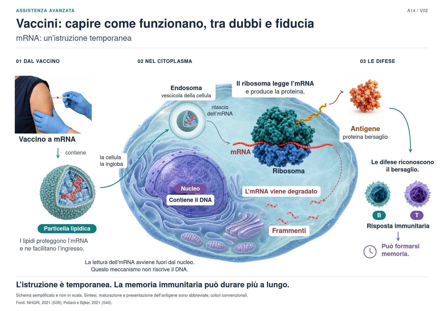 mRNA: un’istruzione temporanea; descrizione completa disponibile sotto la figura.